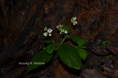 Argostemma courtallense